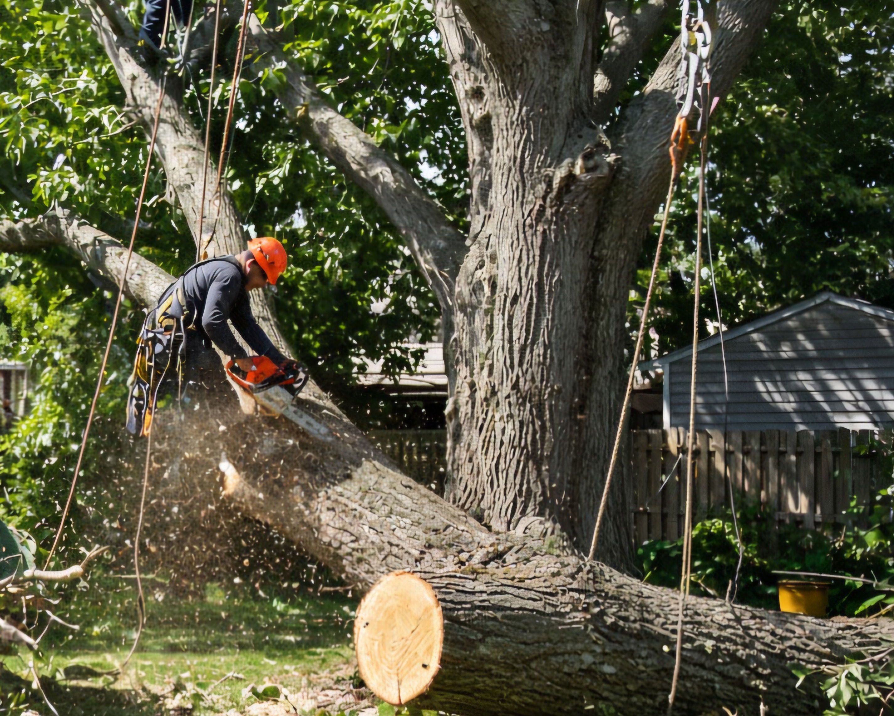 Arborist cutting a tree limb with a chainsaw during tree removal